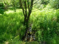 Tavaszi Stream Watergrove