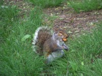 Squirrel manger une noix