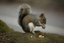 Eekhoorn eten Nut