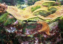 星鱼和珊瑚