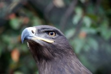 Steppe Eagle tittar på