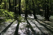 Bosques pantanosos en la luz de fondo