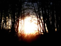 Sonnenuntergang zwischen Bäumen