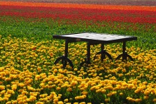 Mesa en el campo de tulipanes