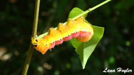 Amarillo caterpillar