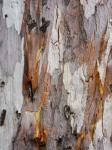 テクスチャ - 木の樹皮