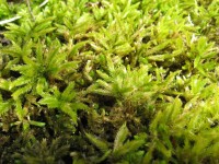 Gruby Moss Texture