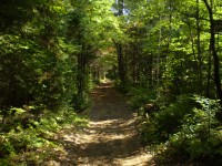 Trail i skogen