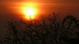 Albero e il sole al tramonto