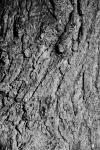 Träd bark textur