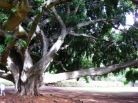 Tree na Hawajach