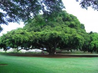 Träd Hawaii