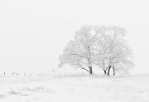Árvore em nevoeiro