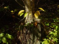 Baum auf Stump
