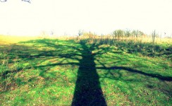 Sombra de árvore