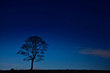 Silueta copac pe timp de noapte