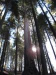 Copaci în Sequoia Park