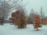 Träd i Snow