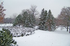 Árvores na neve