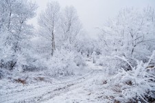 Stromy ve sněhu