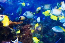 Tropiska fiskar under vattnet