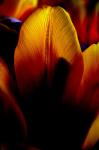 Tulip bloom