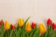 Granicy tulipan
