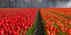 Campo de tulipa