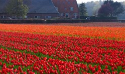 Tulipán mező Hollandiában