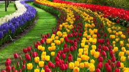 Jardín de flores de tulipán
