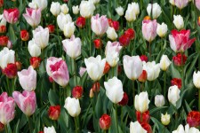 Tulipano carta da parati
