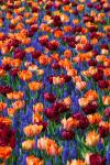 Tulipány a hyacinty hroznů