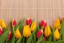 Fronteira tulipas