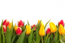 Tulipany pojedyncze