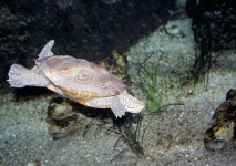 Turtle Natation