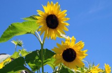 Dwa Sunflowers