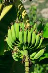 Bananas verdes