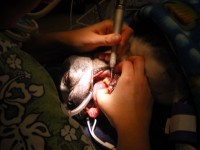 獣医のクリーニングの犬の歯