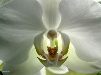 Vit orkidé