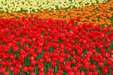 élénk színű tulipánok