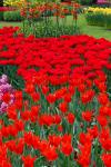 Vivid red tulips