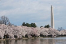 Washington tavaszán