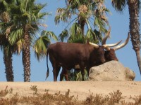Watusi bydła - Pochodzenie, Afryki