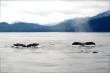 鲸鱼在阿拉斯加