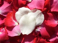 Branco e pétalas de rosas vermelhas