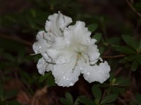 Azalea Branco