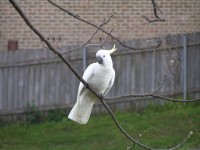 Biały ptak