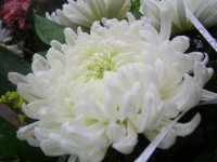 Witte chrysant