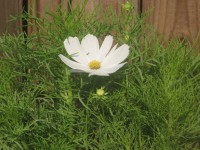 Witte Cosmos
