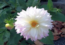 Biały kwiat z różowymi brzegami